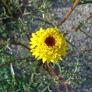 chaenactis glabriuscula var. glabriuscula